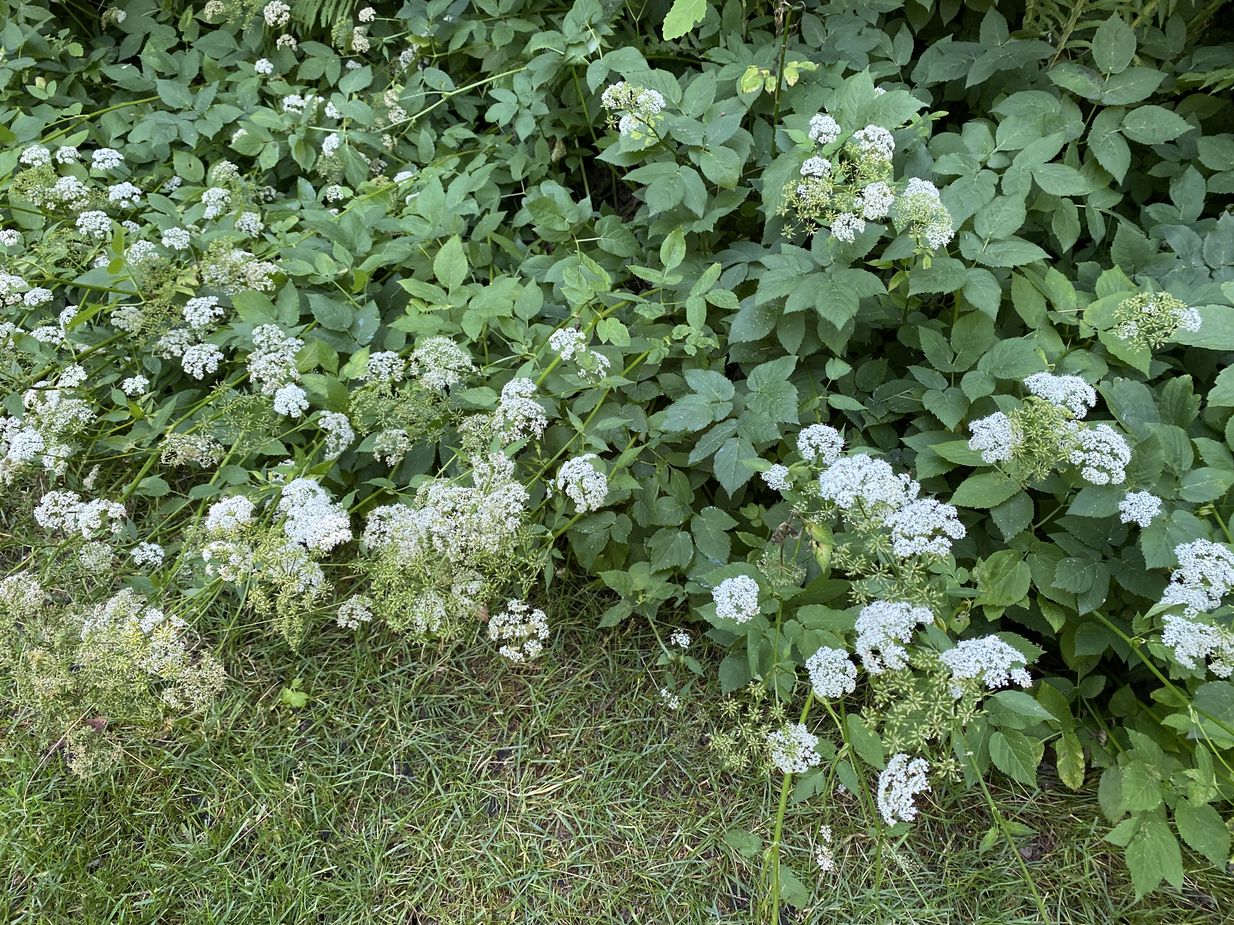 Goutweed plant with green leaves